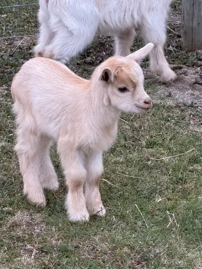 Beautiful Nigerian Dwarf Buckling Kids for sale!! Born in May and ready to go in 4 weeks!! Asking $2...