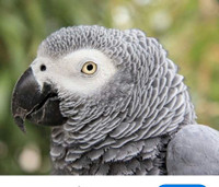 Looking for african Grey pair