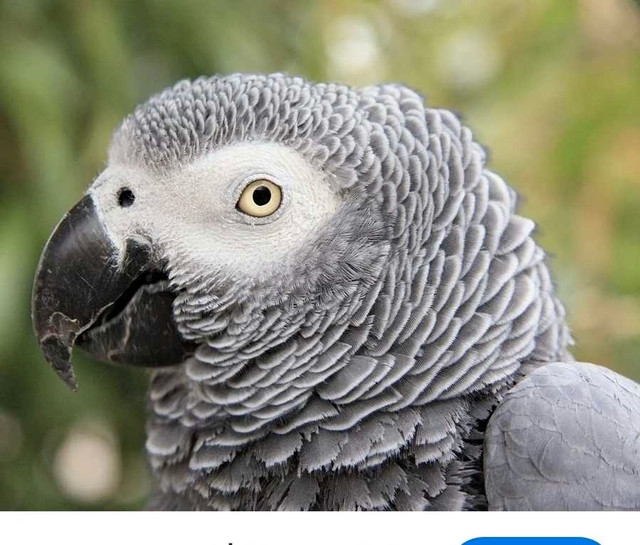 Looking for african Grey pair in Birds for Rehoming in City of Halifax