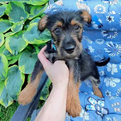 Yorkipoo female puppy (Yorkie X Poodle) needs loving home!, View more