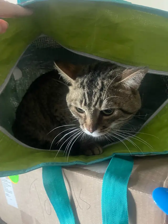 Male Cat in Cats & Kittens for Rehoming in Ottawa - Image 8