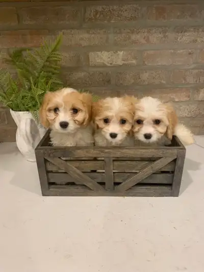 Adorable and Sweet Cavachon Puppies- Female Puppies Left, View more