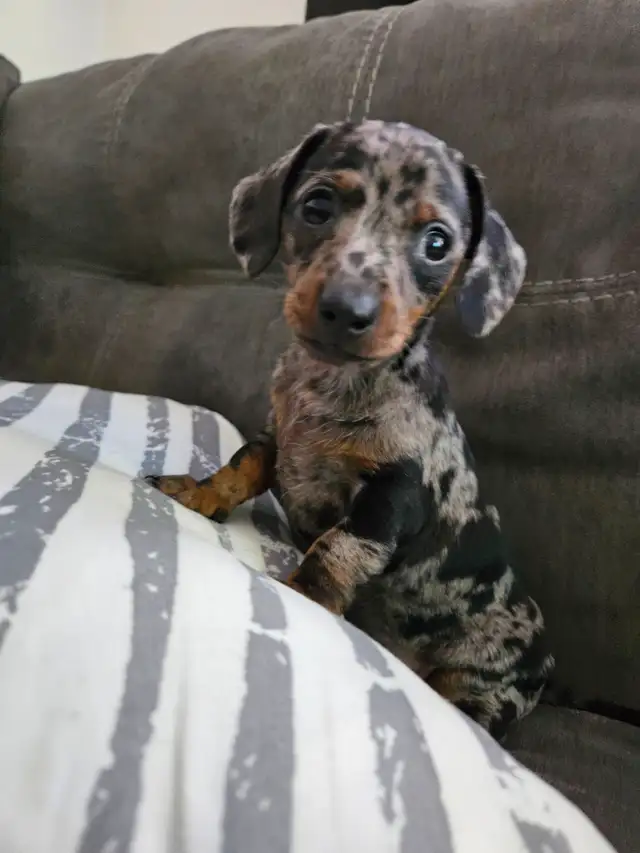 Teckel miniature in Dogs & Puppies for Rehoming in Laval / North Shore - Image 2