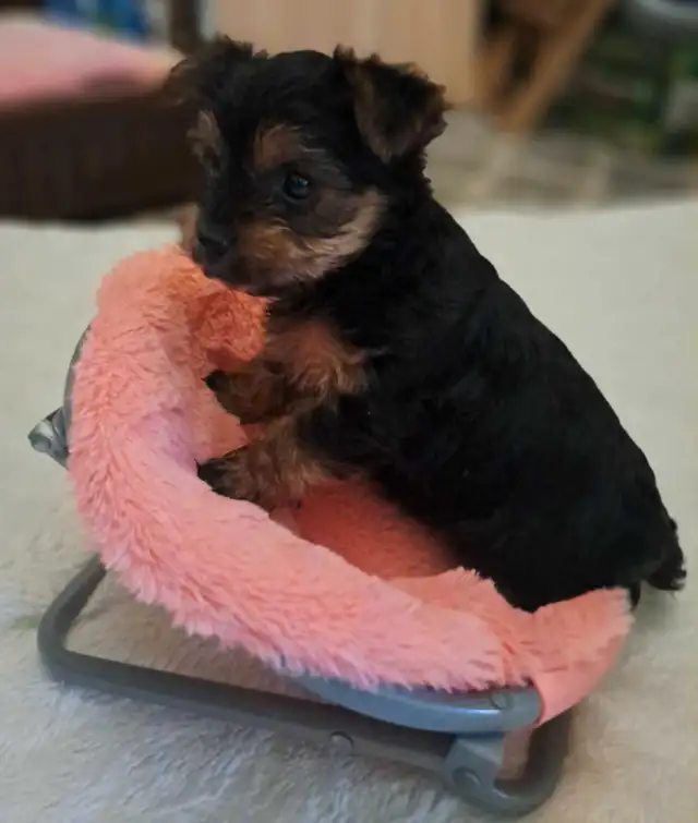 2 female Yorkie pups in Dogs & Puppies for Rehoming in St. Catharines - Image 2