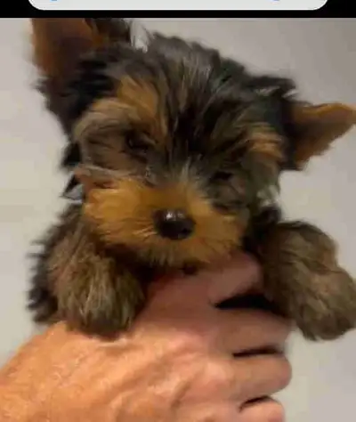 Tiny Yorkie Puppies – Baby Doll Faces & Sweetest Temperament, View more