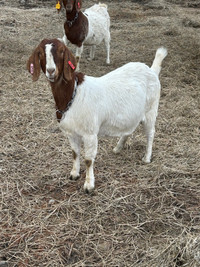 Goats for sale 