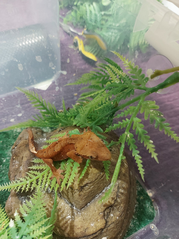 Juvenile crested geckos in Reptiles & Amphibians for Rehoming in Annapolis Valley