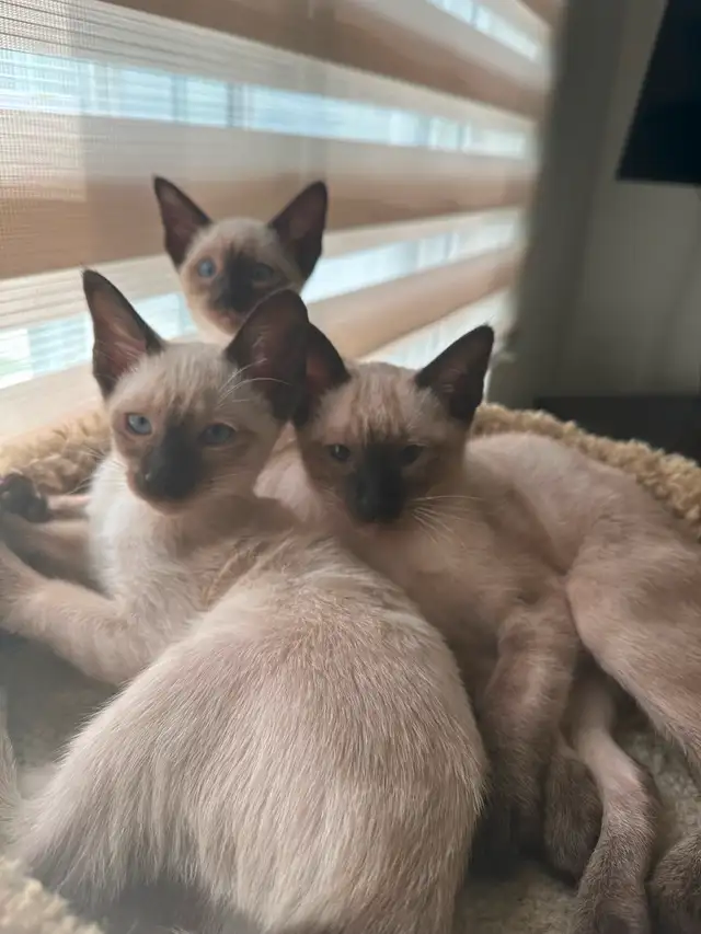 Chatons Siamois oriental in Cats & Kittens for Rehoming in Saint-Hyacinthe - Image 6