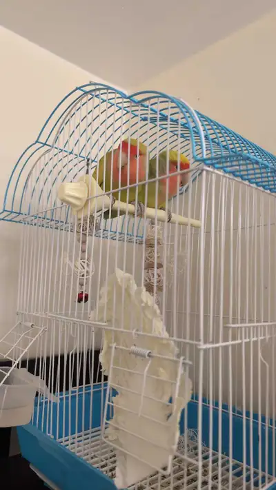 Love Birds, View more