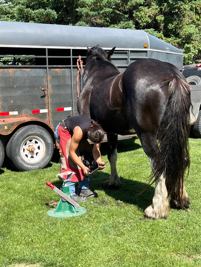 Farrier service Horses & Ponies for Rehoming Ottawa Kijiji