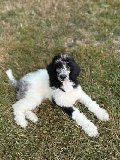 Standard Poodle Puppy - Guardian Home, View more