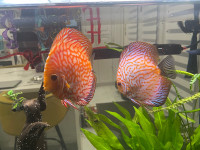 Breeding Red Pigion Discus