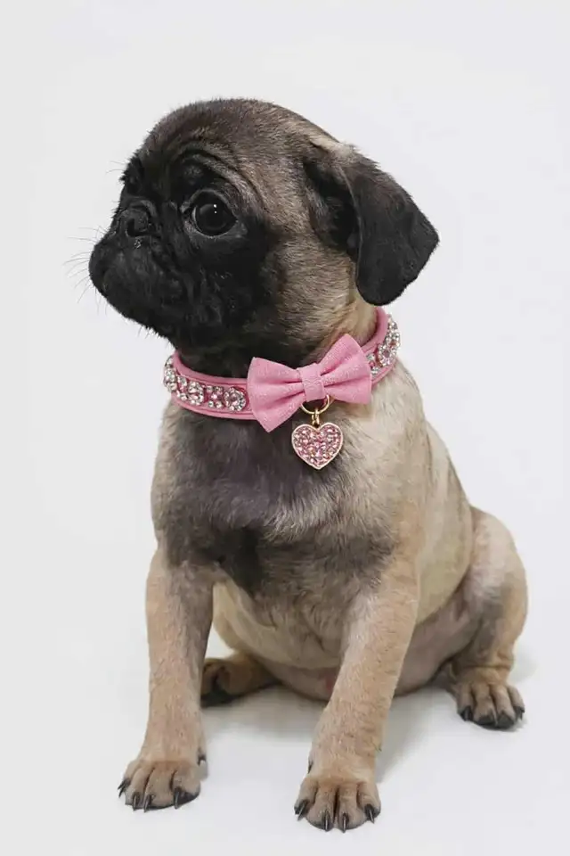 Pug puppies. Vaccinated and dewormed. weekend sale.. in Dogs & Puppies for Rehoming in Brantford - Image 2