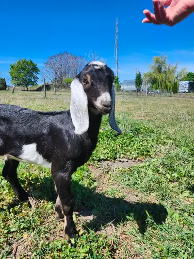 Purebred Nubian doeling, View more