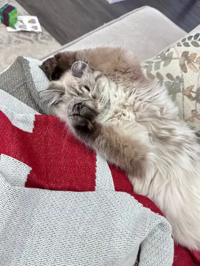 Himalayan X british short hair kitten girl 7 months old, View more