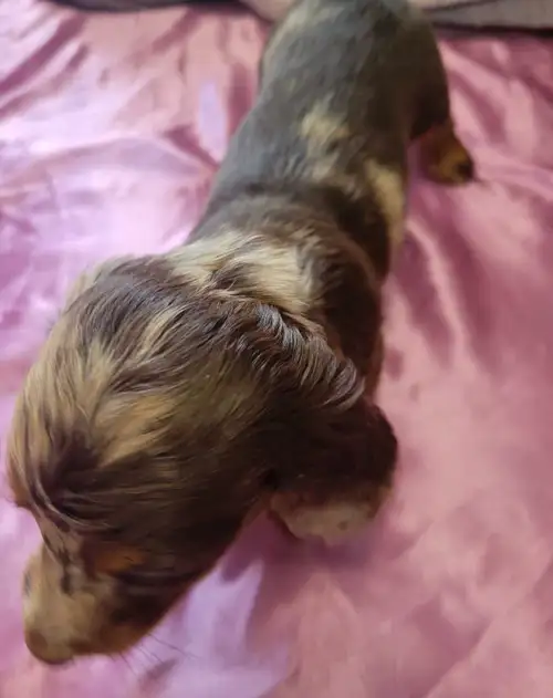 Hello I have 1 male adorable puppy available. . Both are raised with loving family . They are Born o...