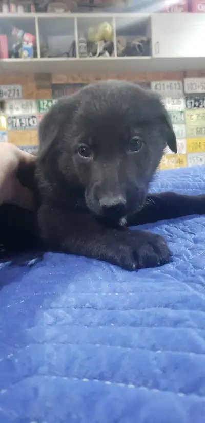 Berger allemand femelle noire black german shepherd female, View more