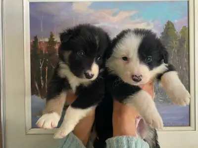 Last A Few Cuddly Full border Collie Puppies, View more