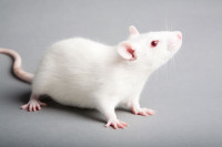 Pet Rats/Mice $20
