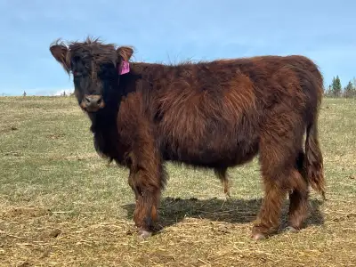 Highland/Galloway Steer, View more