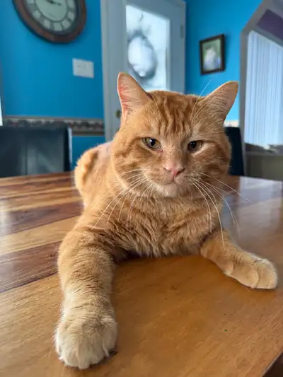 Chat  recherche famille !, View more