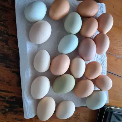 Oeufs fécondés de poules plusieurs races, View more