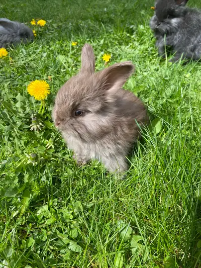Purebred English Angora Bunnies, View more