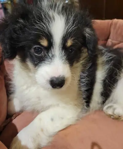 Maltipoo x Pom, View more