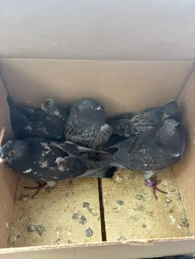 Baby pigeons, View more