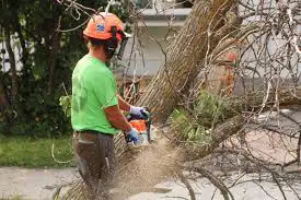  EMERGENCY TREE REMOVAL – FAST & RELIABLE 