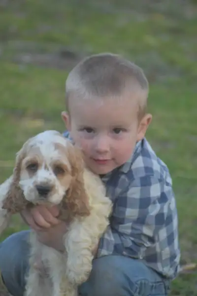 American Cocker Spaniel Males, View more