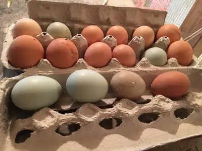 -Oeuf fécondé de poule à 20$ la douzaine ou 2$ à l'unité -Oeufs frais 3.50 $ la douzaine Des oeuf fé...