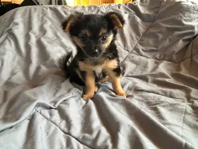 3 adorable male Dearhead Long Haired Chihuahua's for sale. They were born on January 19 2026. They a...