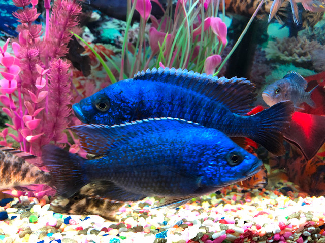 Plusieurs cychlidee africains à $5 Repentigny 514-607-7993 dans Poissons à adopter  à Laval/Rive Nord - Image 2
