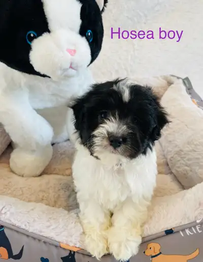 Beautiful little maltese puppys are ready today. Puppies from Maltese father and mother. They will b...