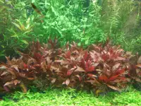 Aquarium plants - Alternanthera Reineckii Mini AR Mini