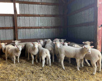 Lambs for Sales 