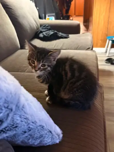Tabby kitten, View more