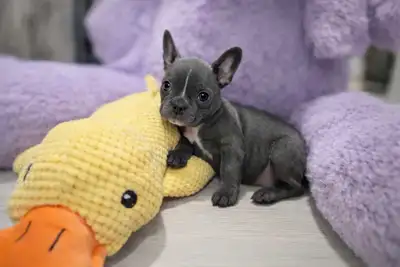 Blue & Brindle Frenchtons (frenchie & Boston Terrier), View more