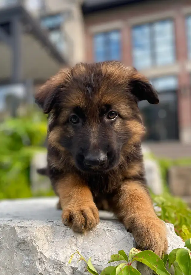 Purebred German Shepherd Puppies CKC Reg'd in Dogs & Puppies for Rehoming in Markham / York Region - Image 4