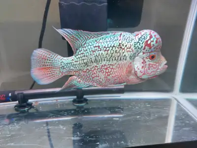 Import Male Flowerhorn Cichlid, View more