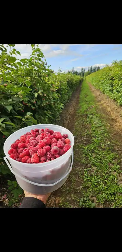 Fresh Hand-Picked Raspberries - $5/lb (Abbotsford, BC), View more