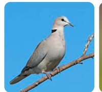 Doves- ring neck birds