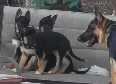 German shepherd puppies, View more