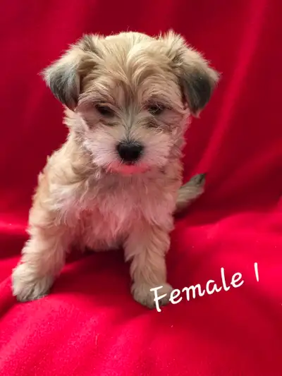These little cuties are ready for their forever homes mom and dad are morkies they come with first v...