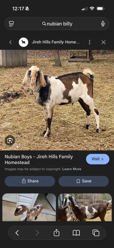 Looking for Nubian or Boer Billy/Buck, View more