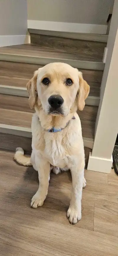 8 month old puppy for rehoming , View more