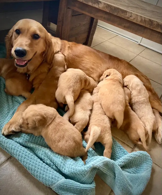 CKC Registered Golden Retriever Puppies in Dogs & Puppies for Rehoming in London - Image 8