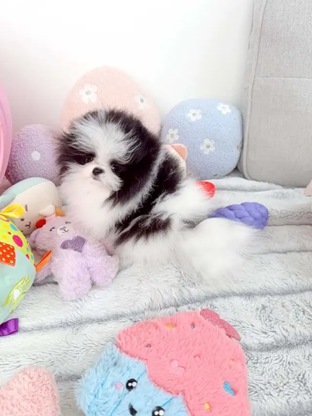 Tiny teacup pomeranians in Dogs & Puppies for Rehoming in Oakville / Halton Region - Image 2