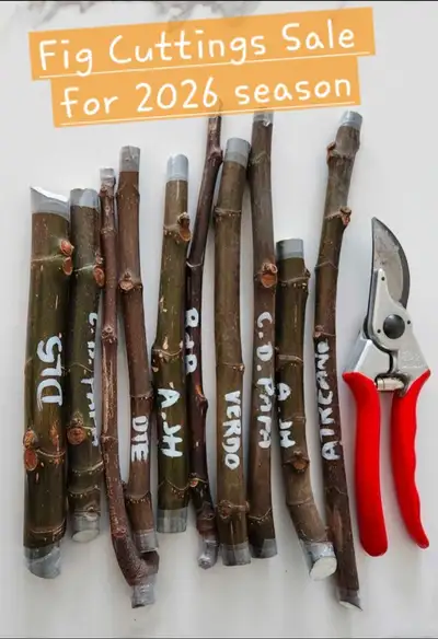 Fig Cuttings (still on tree) - Updated January 23, 2026, View more